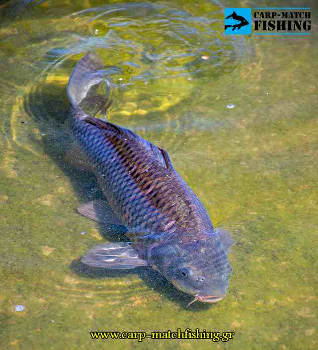 carp swimming catch and release agonas giannena 2018 carpmatchfishing