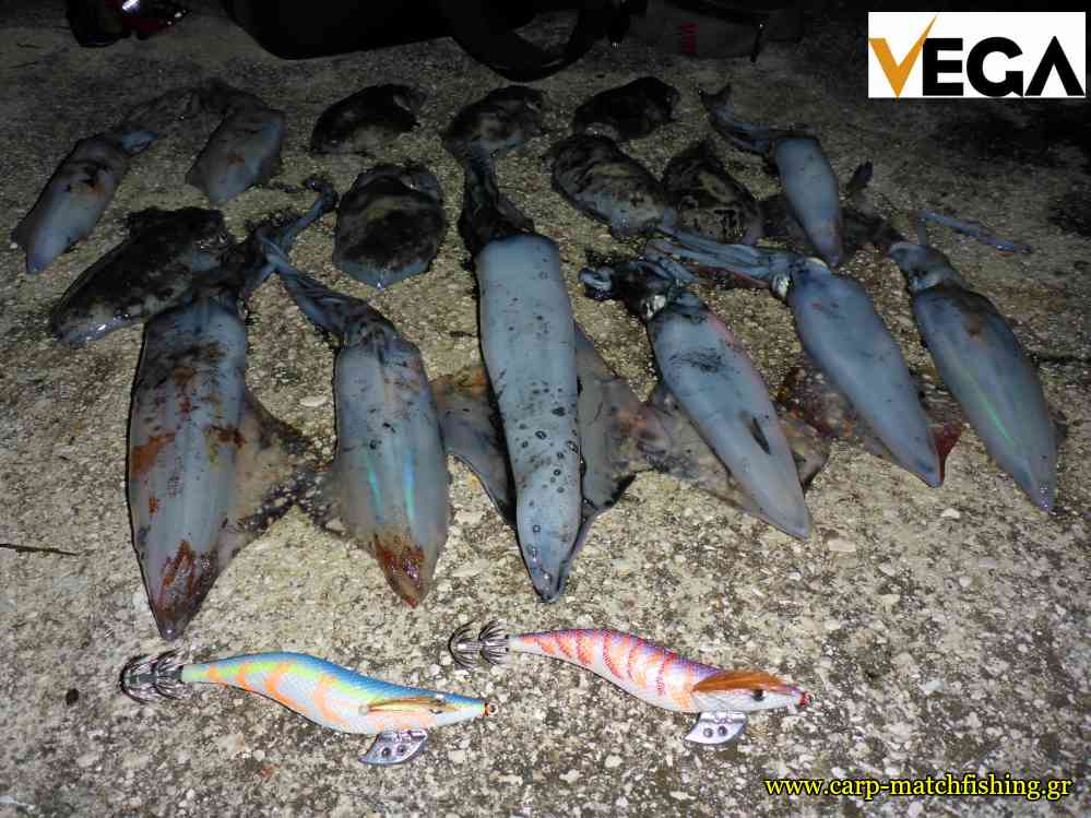 squids vega glow kalamarieres eging carpmatchfishing